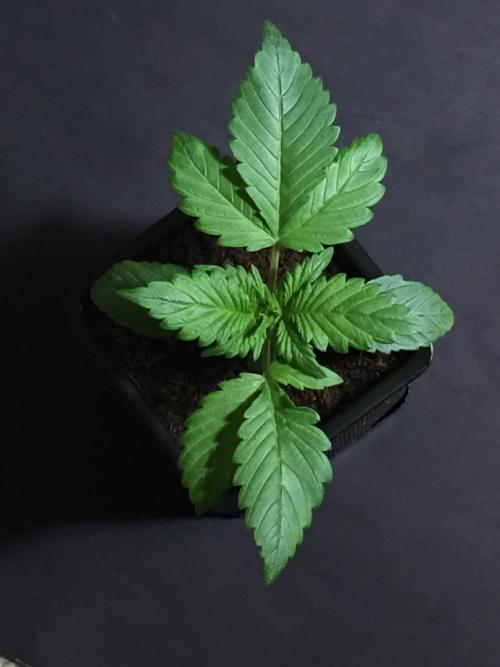 AlwaysWet. Week 3 - 18