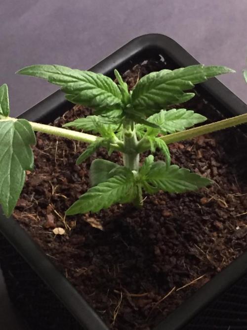 AlwaysWet. Week 3 - 20