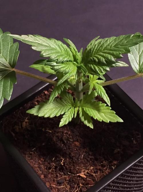 AlwaysWet. Week 3 - 21