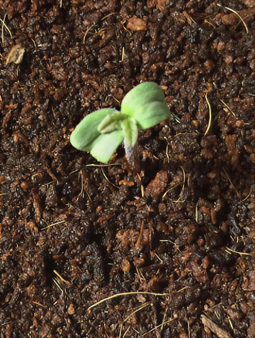 MyTightBox. Week 1 - 1