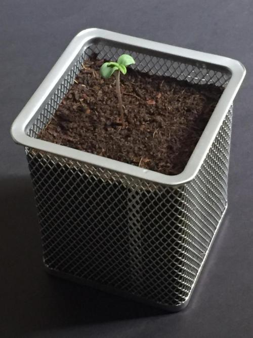 MyTightBox. Week 1 - 2