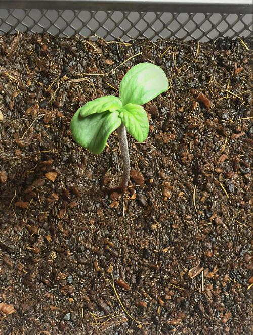 MyTightBox. Week 1 - 3