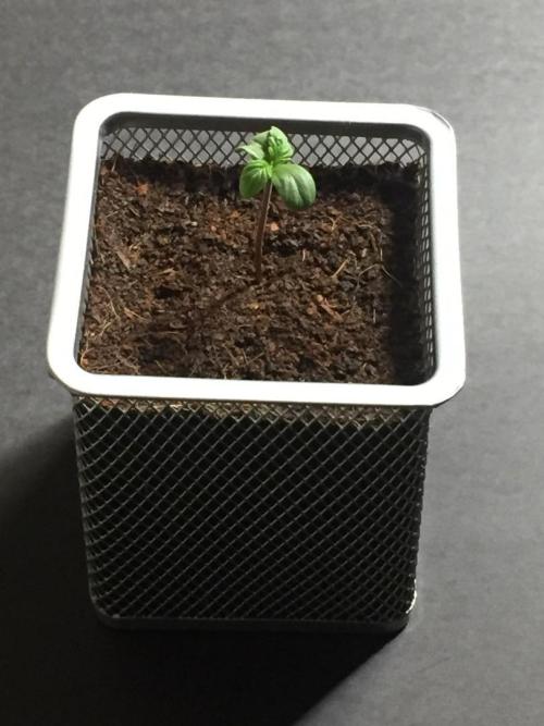 MyTightBox. Week 1 - 4