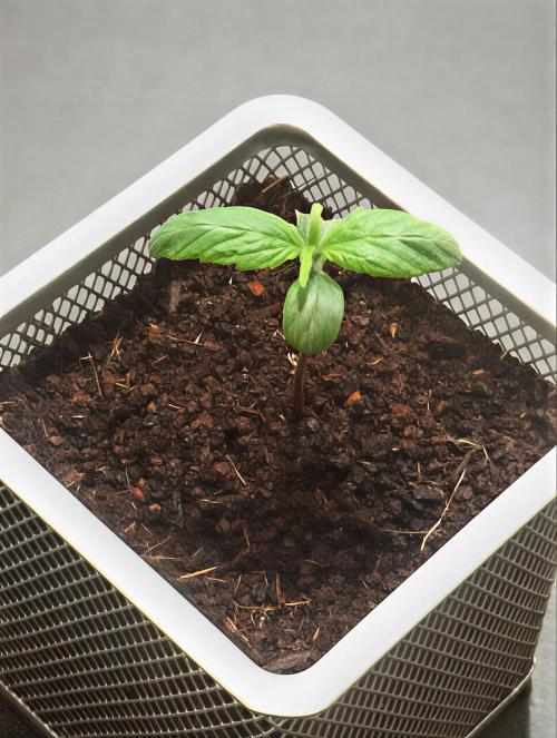 MyTightBox. Week 1 - 7