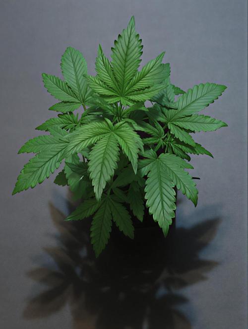 AlwaysWet. Week 5 - 29