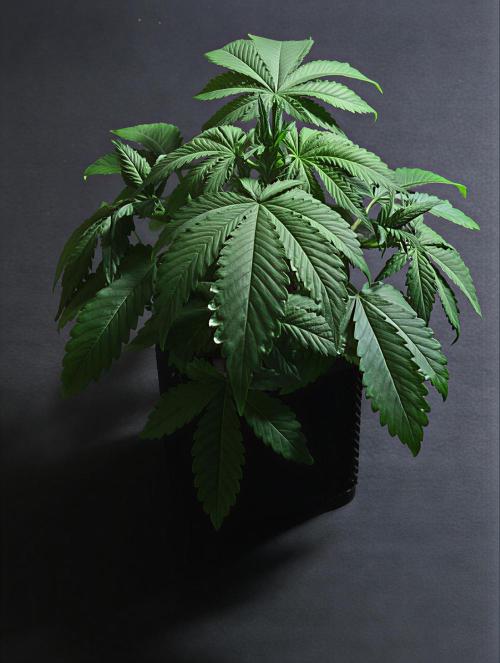 AlwaysWet. Week 5 - 31