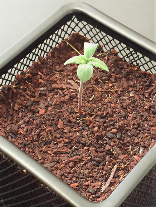 Papaya Box. Week 1 - 3