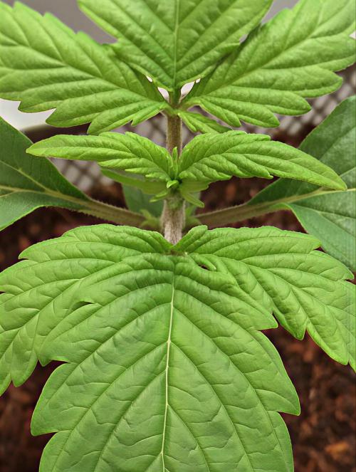 MyTightBox. Week 2 - 11