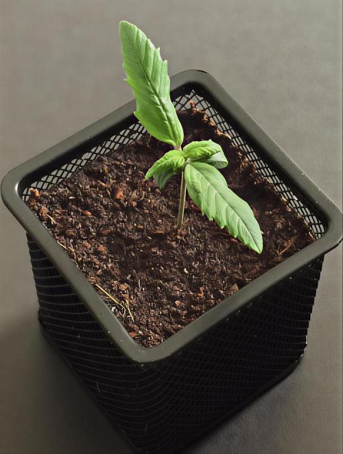 Papaya Box. Week 1 - 7