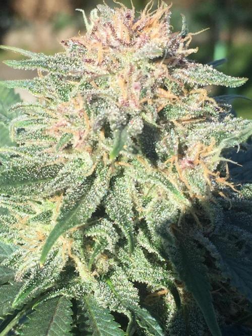 AlwaysWet. Week 12
