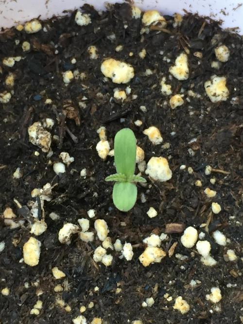 FastBuds 2026 Outdoor Contest. Week 1 - 1