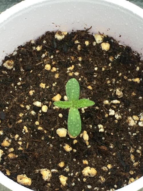 FastBuds 2026 Outdoor Contest. Week 1 - 3