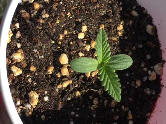 FastBuds 2026 Outdoor Contest. Week 1 - 4