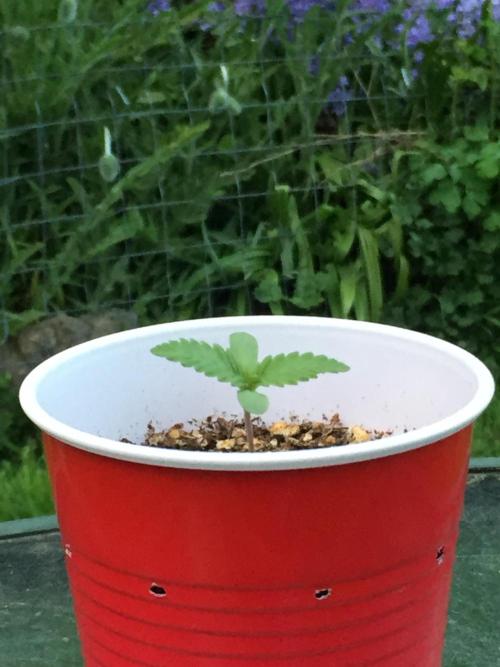 FastBuds 2026 Outdoor Contest. Week 1 - 6