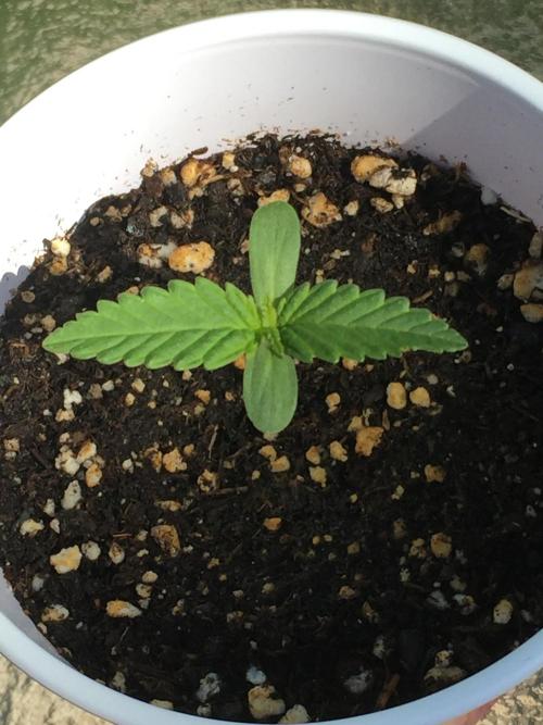 FastBuds 2026 Outdoor Contest. Week 1 - 7