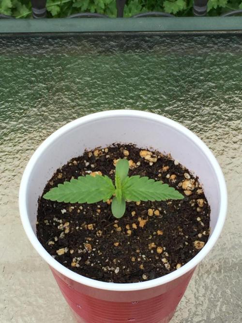 FastBuds 2026 Outdoor Contest. Week 2 - 8
