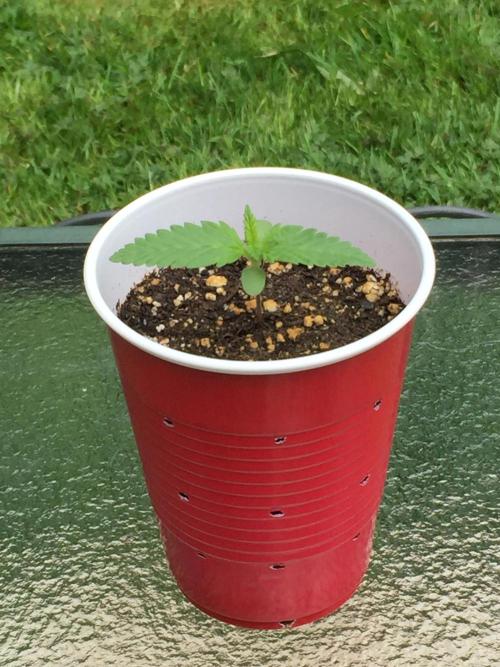 FastBuds 2026 Outdoor Contest. Week 2 - 9