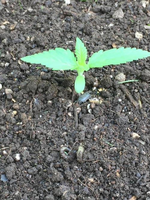 FastBuds 2026 Outdoor Contest. Week 2 - 10