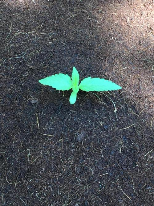 FastBuds 2026 Outdoor Contest. Week 2 - 10
