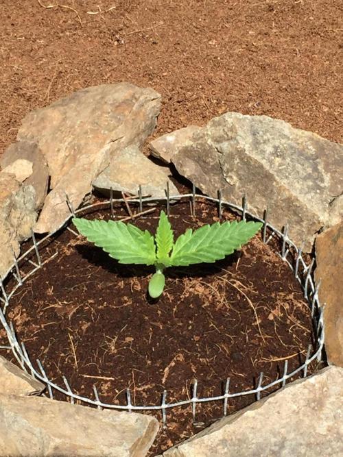 FastBuds 2026 Outdoor Contest. Week 2 - 10