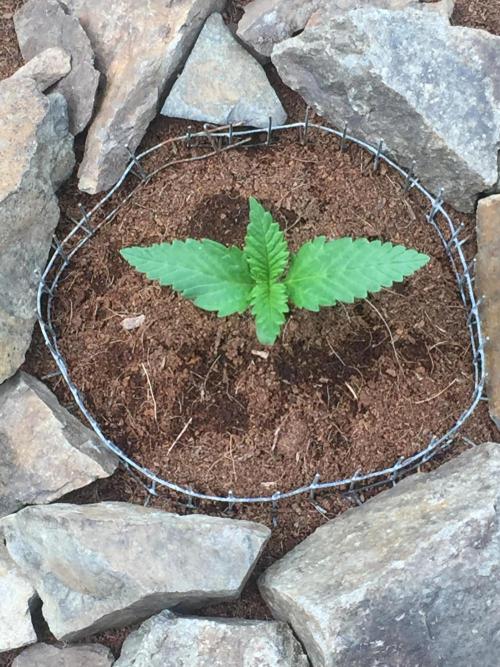 FastBuds 2026 Outdoor Contest. Week 2 - 11