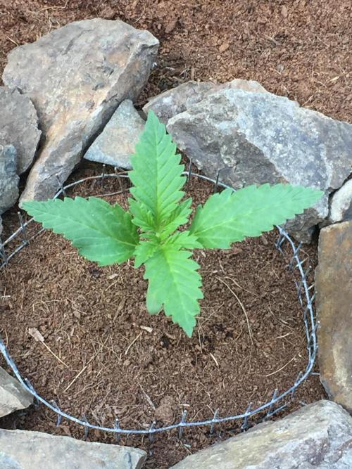 FastBuds 2026 Outdoor Contest. Week 2 - 13