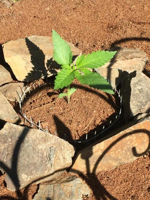 FastBuds 2026 Outdoor Contest. Week 2 - 14