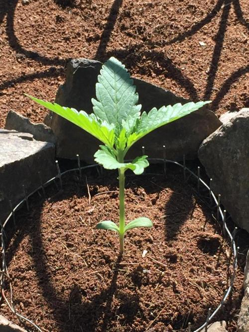 FastBuds 2026 Outdoor Contest. Week 2 - 14