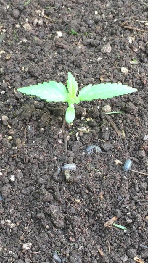 FastBuds 2026 Outdoor Contest