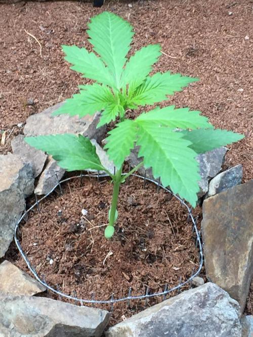 FastBuds 2026 Outdoor Contest. Week 3 - 19