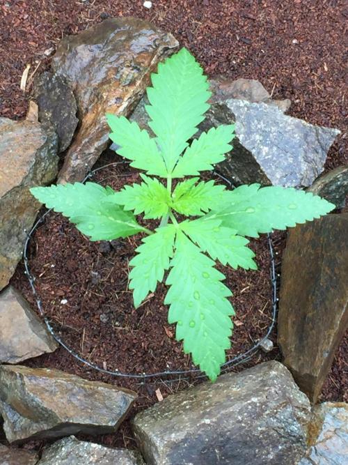 FastBuds 2026 Outdoor Contest. Week 3 - 17