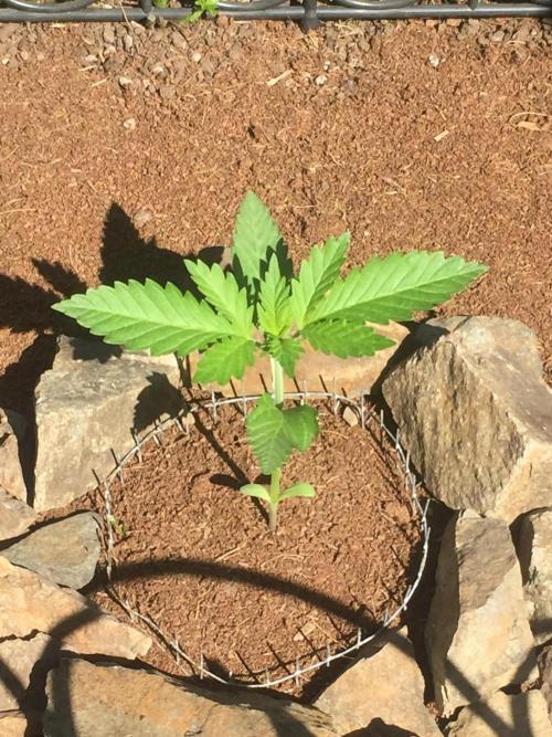 FastBuds 2026 Outdoor Contest. Week 3 - 16
