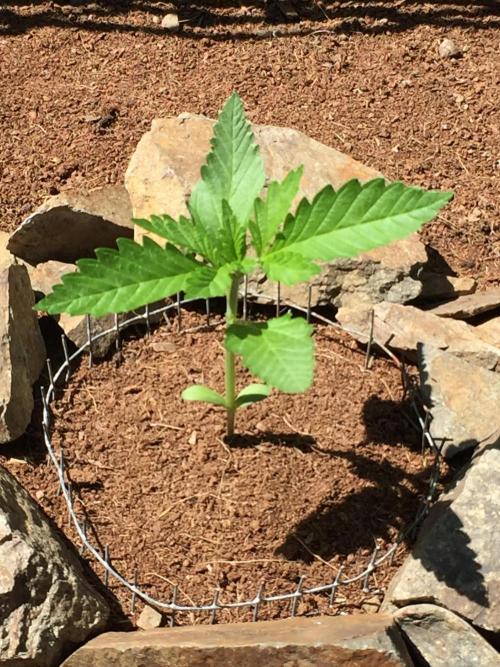 FastBuds 2026 Outdoor Contest. Week 3 - 15