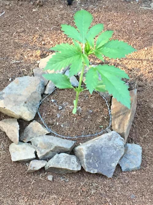FastBuds 2026 Outdoor Contest. Week 4 - 22
