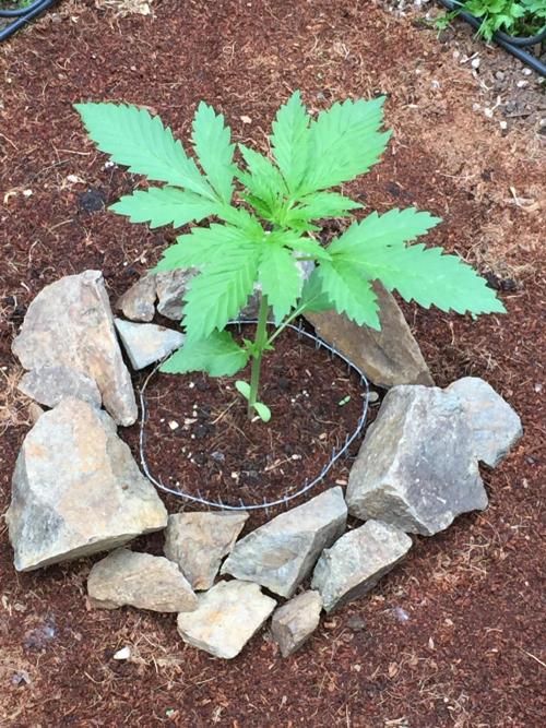 FastBuds 2026 Outdoor Contest. Week 4 - 23