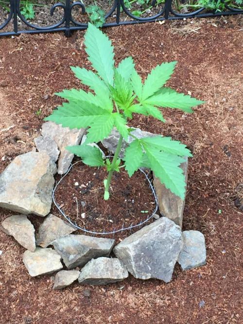 FastBuds 2026 Outdoor Contest. Week 4 - 24