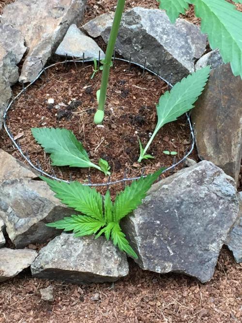 FastBuds 2026 Outdoor Contest. Week 4 - 25