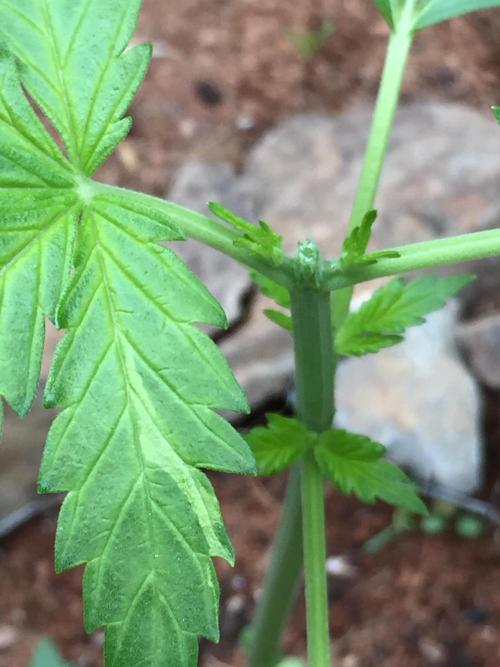 FastBuds 2026 Outdoor Contest. Week 4 - 25