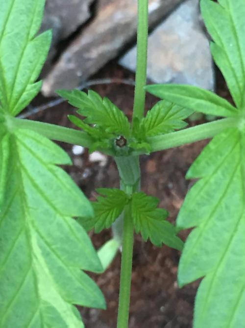 FastBuds 2026 Outdoor Contest. Week 4 - 26