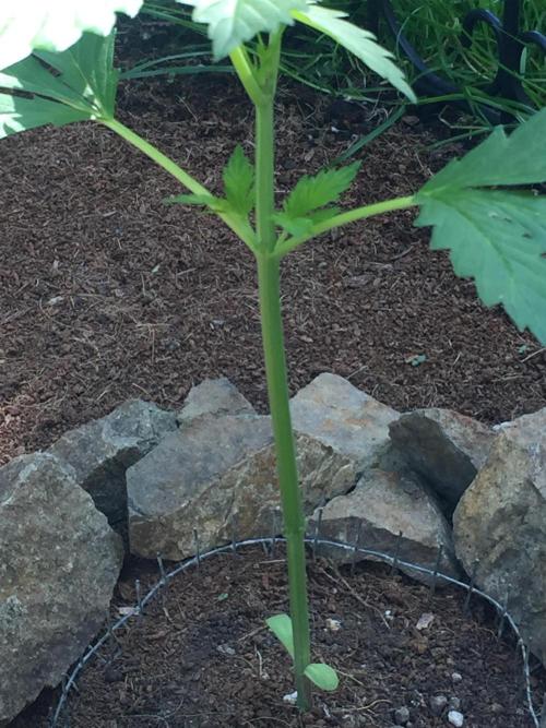 FastBuds 2026 Outdoor Contest. Week 4 - 27