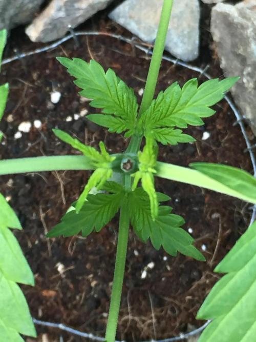 Cherry Cola Auto RF3. Week 4