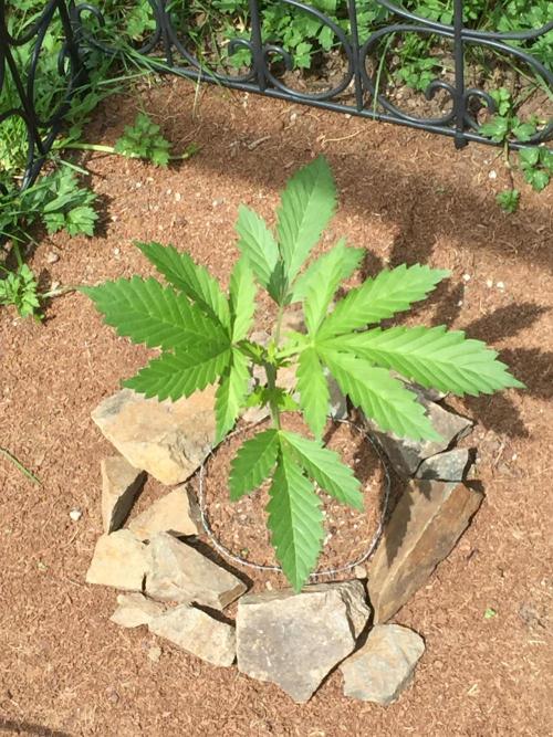 FastBuds 2026 Outdoor Contest. Week 5 - Day 29