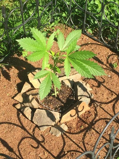FastBuds 2026 Outdoor Contest. Week 5 - Day 30