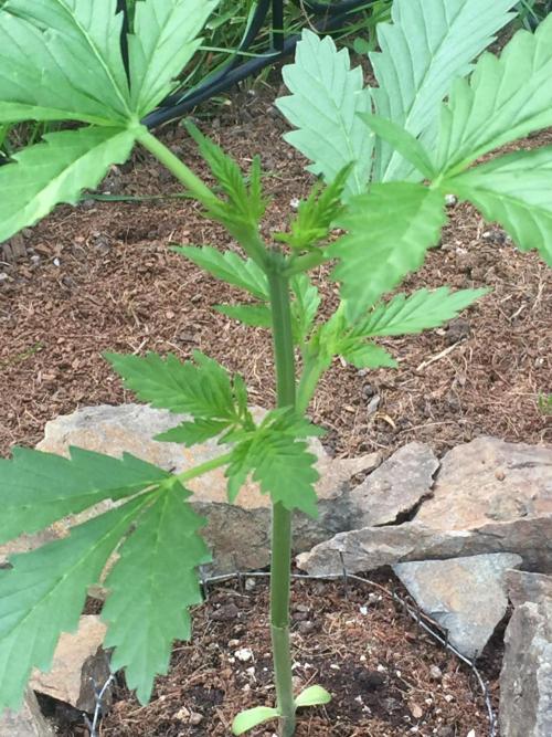 FastBuds 2026 Outdoor Contest. Week 5 - Day 31
