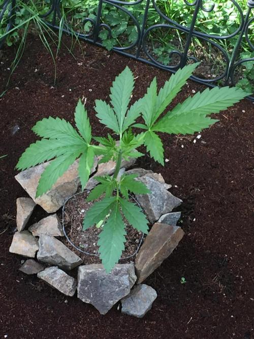 FastBuds 2026 Outdoor Contest. Week 5 - Day 32
