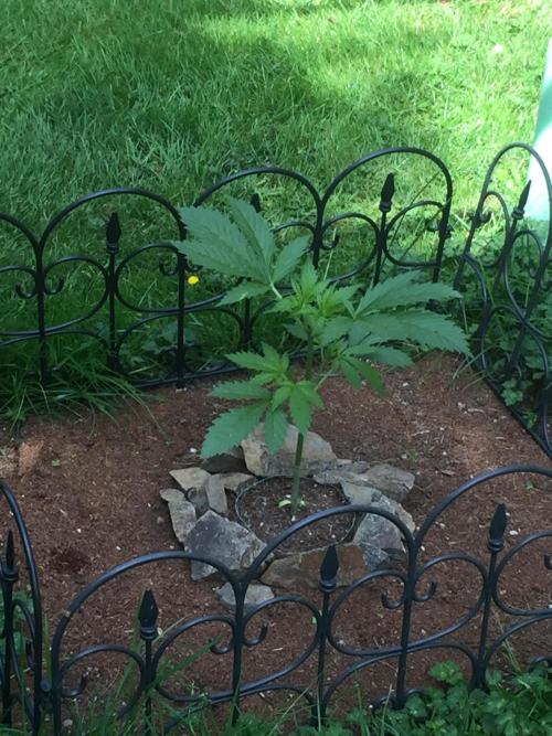 FastBuds 2026 Outdoor Contest. Week 5 - Day 33