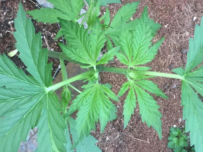FastBuds 2026 Outdoor Contest. Week 5 - Day 34