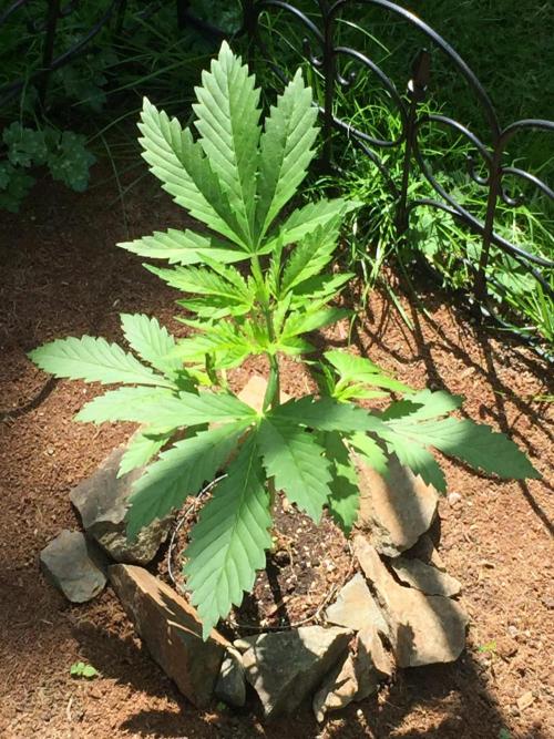 FastBuds 2026 Outdoor Contest. Week 5 - Day 35