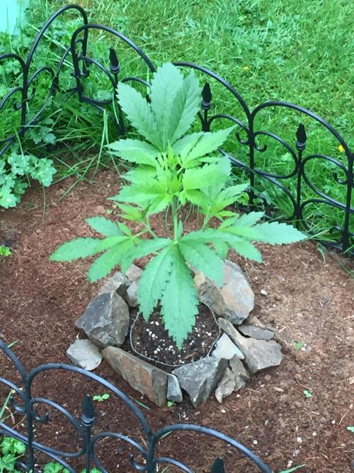 FastBuds 2026 Outdoor Contest. Week 6 - Day 36