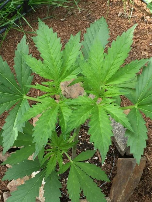 FastBuds 2026 Outdoor Contest. Week 6 - Day 37